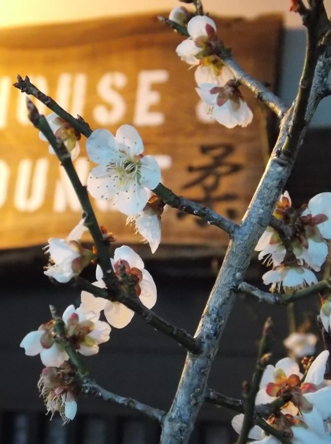 Guesthouse Yawara Okayama Zewnętrze zdjęcie